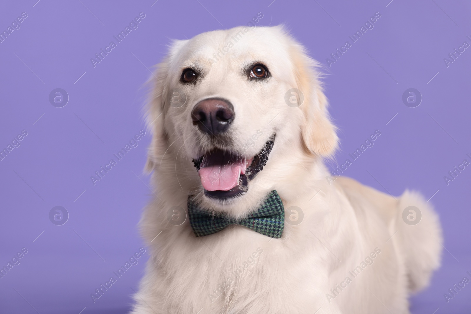 Photo of Cute Labrador Retriever with stylish bow tie on purple background