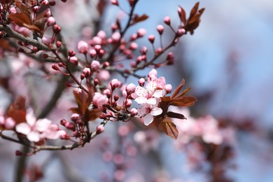 Beautiful spring pink blossoms on tree branches against blurred background, closeup