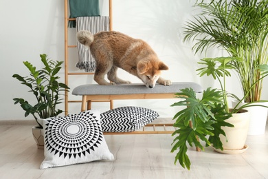 Photo of Cute Akita Inu dog on bench in room with houseplants