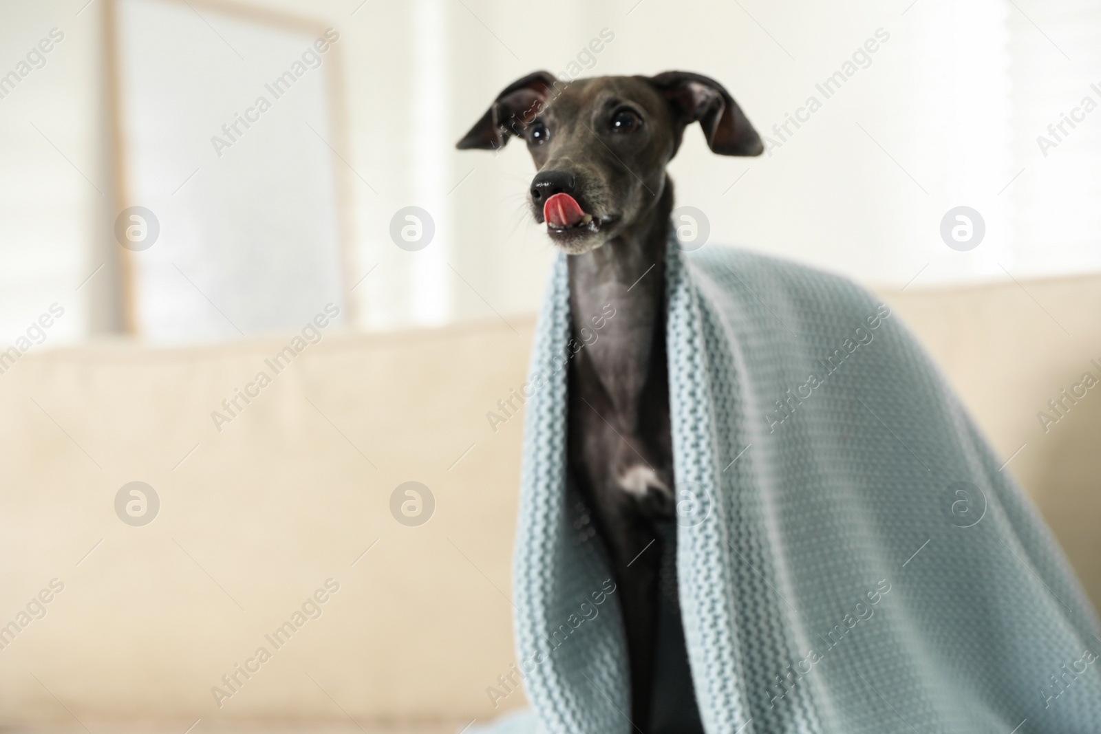 Photo of Italian Greyhound dog covered with plaid on sofa at home