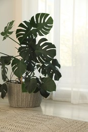 Beautiful houseplant near window indoors. Interior design