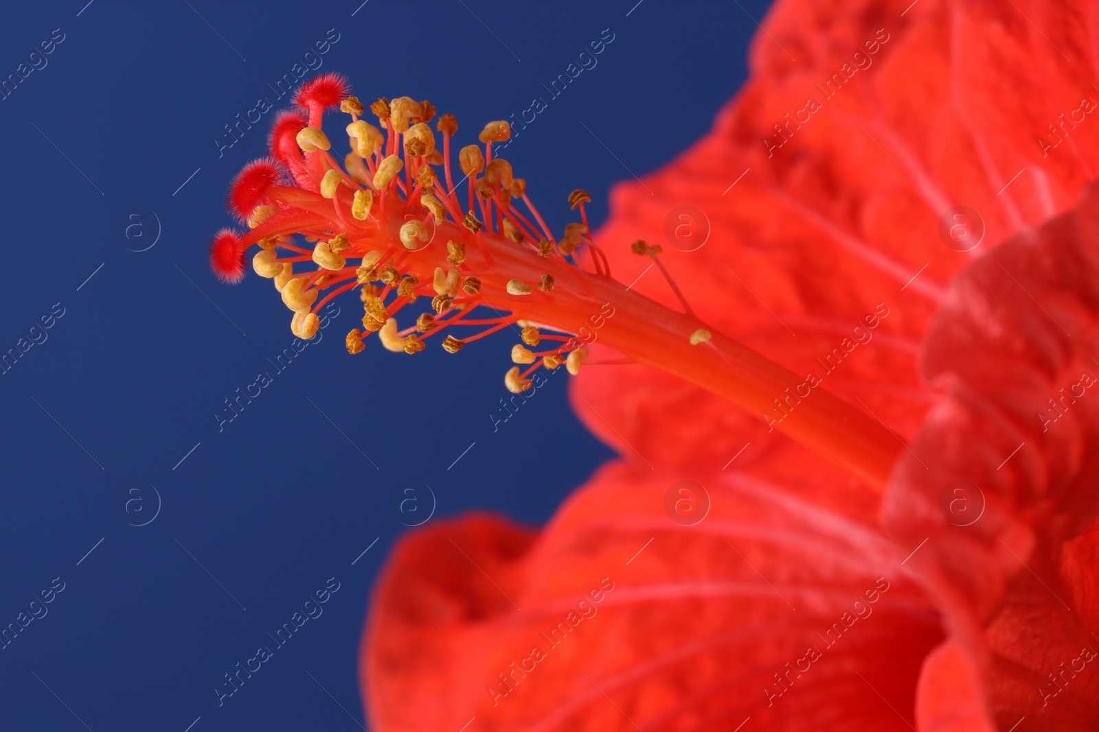 Photo of Beautiful red hibiscus flower on blue background, macro view
