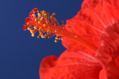 Beautiful red hibiscus flower on blue background, macro view