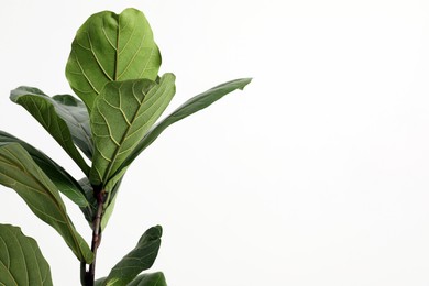 Photo of Fiddle Fig or Ficus Lyrata plant with green leaves on white background, closeup. Space for text
