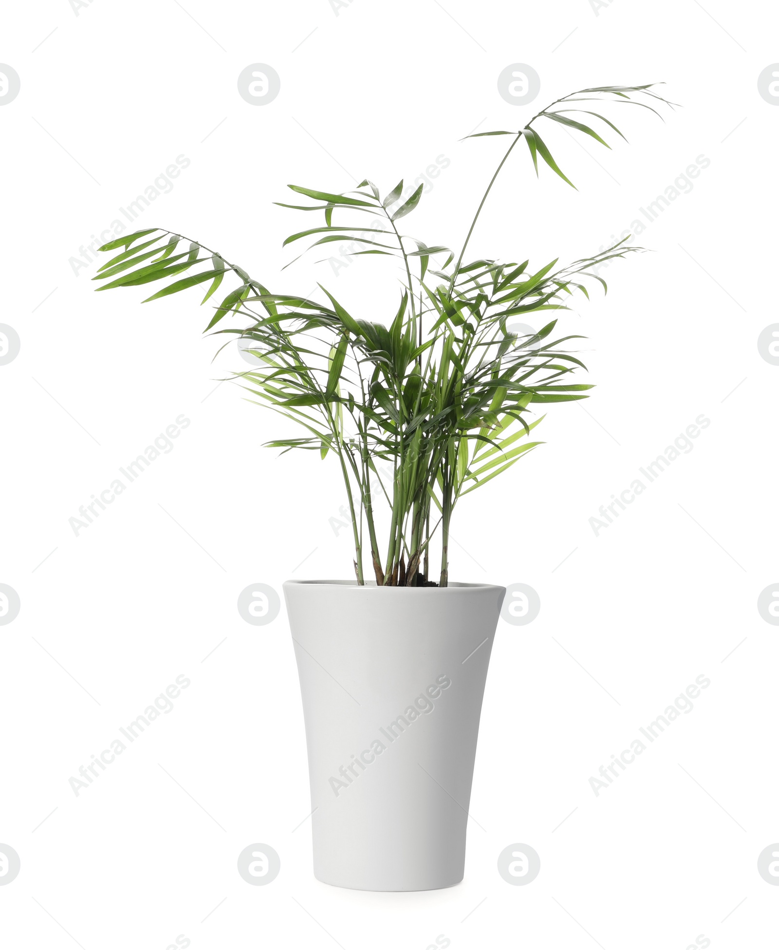 Photo of Beautiful chamaedorea plant in pot on white background. House decor