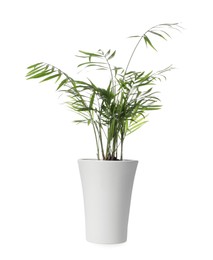 Photo of Beautiful chamaedorea plant in pot on white background. House decor