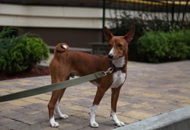 Photo of Cute Basenji with leash outdoors. Dog walking
