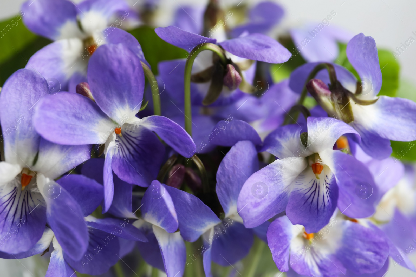 Photo of Beautiful wood violets, closeup view. Spring flowers