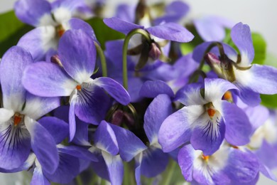 Photo of Beautiful wood violets, closeup view. Spring flowers