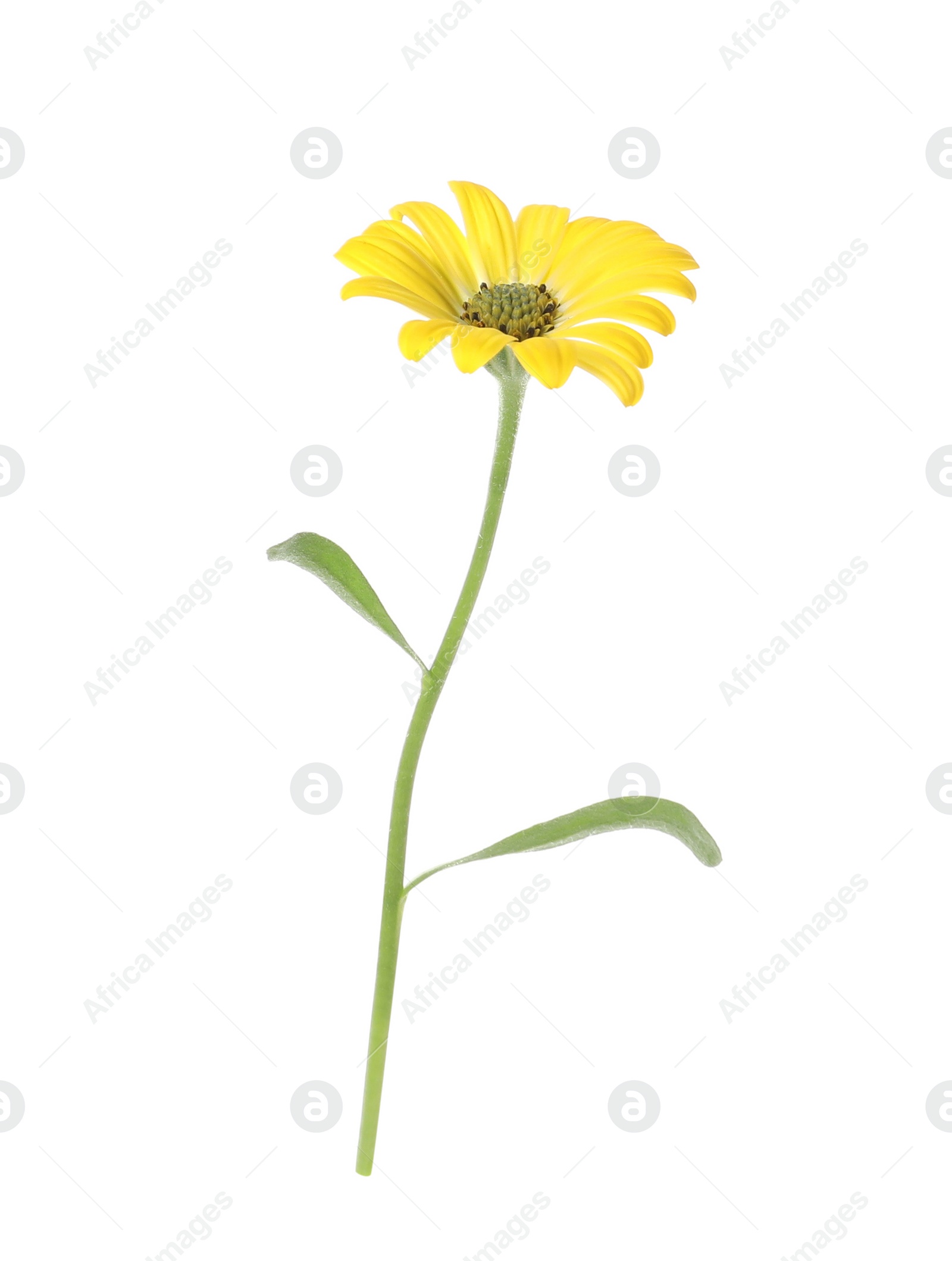 Photo of Beautiful meadow plant with yellow flower isolated on white