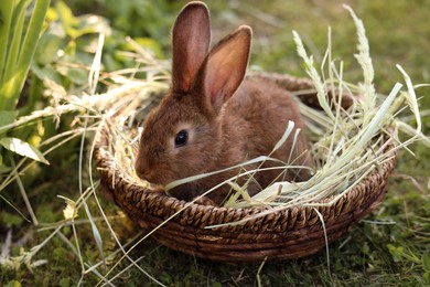 Photo of Cute fluffy rabbit in wicker bowl with dry grass outdoors