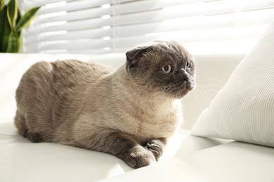 Photo of Cute Scottish fold cat on couch at home. Fluffy pet