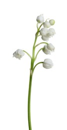 Beautiful lily of the valley flower on white background