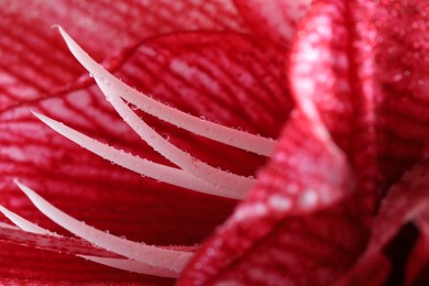 Beautiful red amaryllis flower with water drops as background, macro view