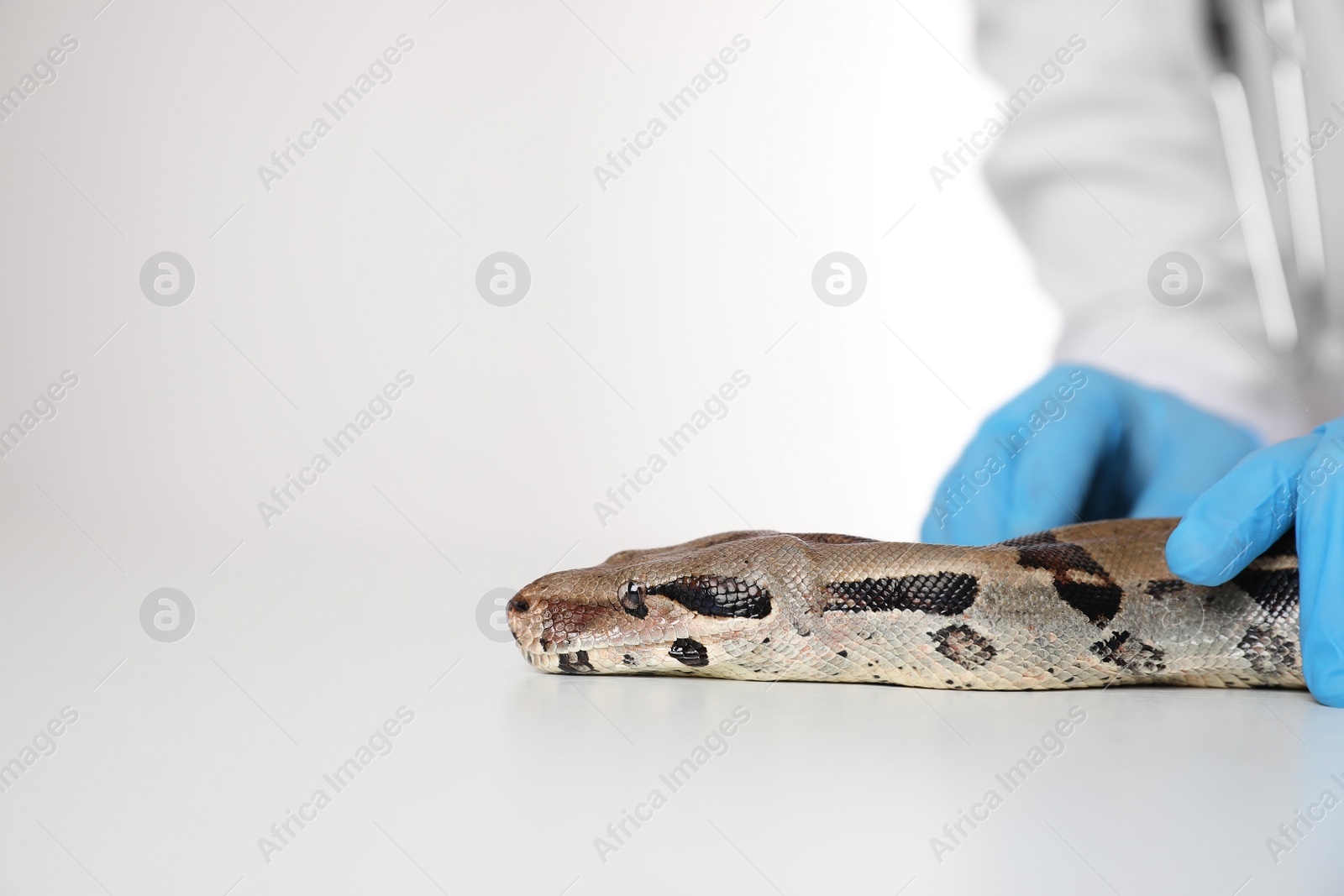 Photo of Female veterinarian examining boa constrictor in clinic, closeup