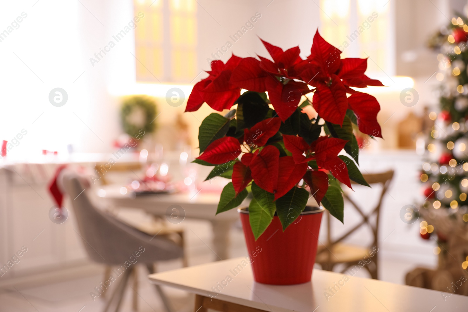 Photo of Beautiful potted Poinsettia in kitchen, space for text. Traditional Christmas flower