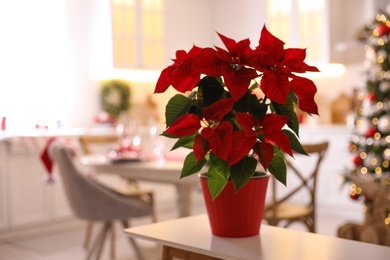 Beautiful potted Poinsettia in kitchen, space for text. Traditional Christmas flower