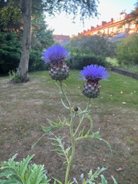 Photo of Beautiful blooming artichoke thistle or cardoon growing outdoors