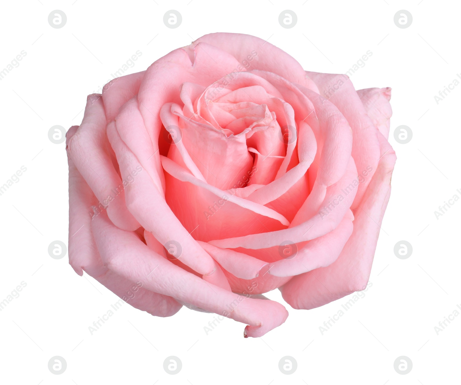 Photo of Blooming pink rose isolated on white. Beautiful flower