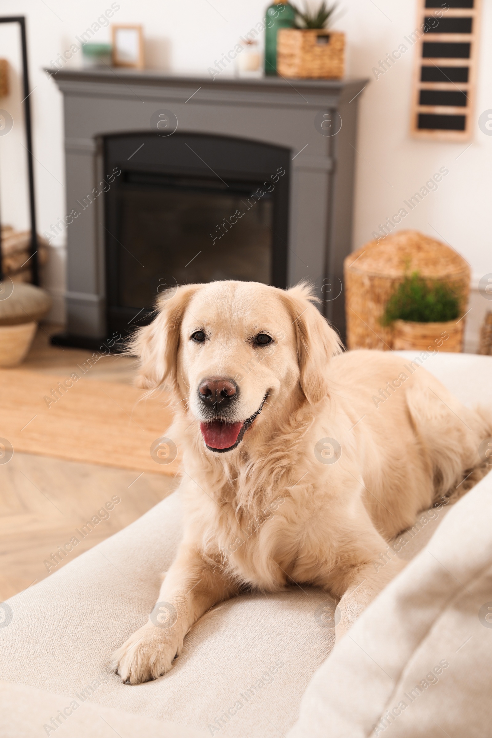 Photo of Adorable Golden Retriever dog on sofa near electric fireplace indoors