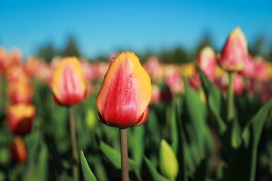 Blossoming tulips with dew drops in field on spring day, closeup