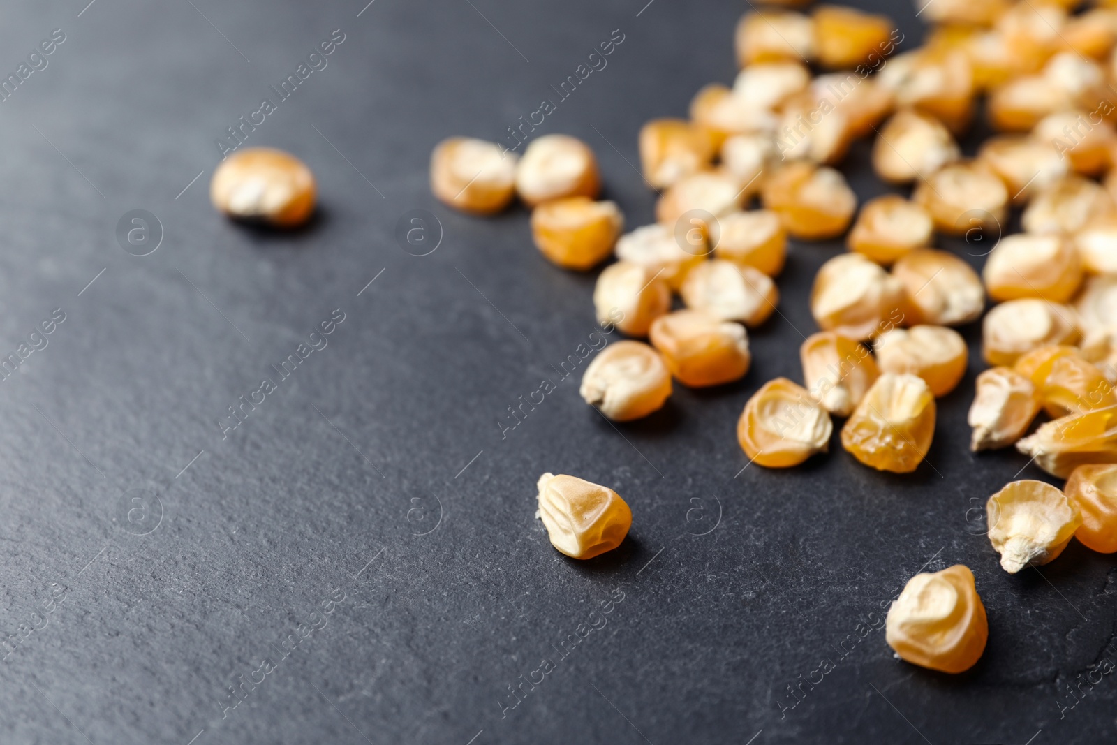 Photo of Raw dry corn seeds on grey background, closeup. Vegetable planting