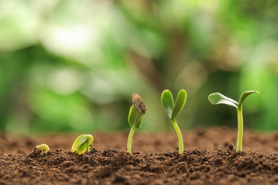 Little green seedlings growing in soil against blurred background