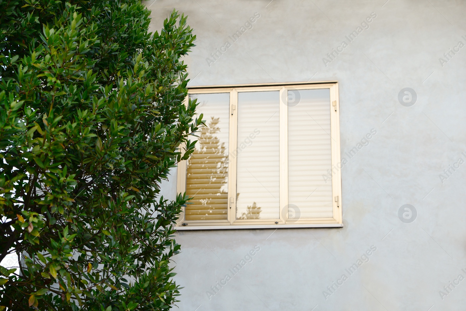 Photo of Green tree near house with big window