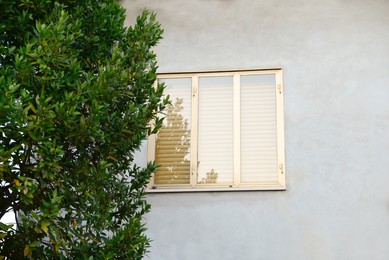 Green tree near house with big window