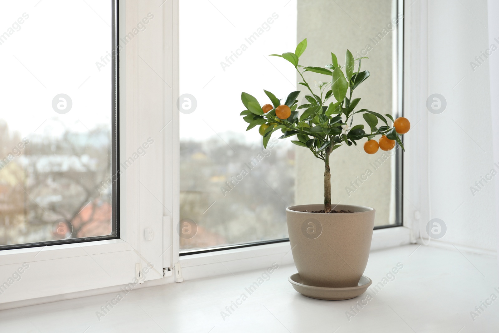 Photo of Potted citrus tree on windowsill indoors. Space for text