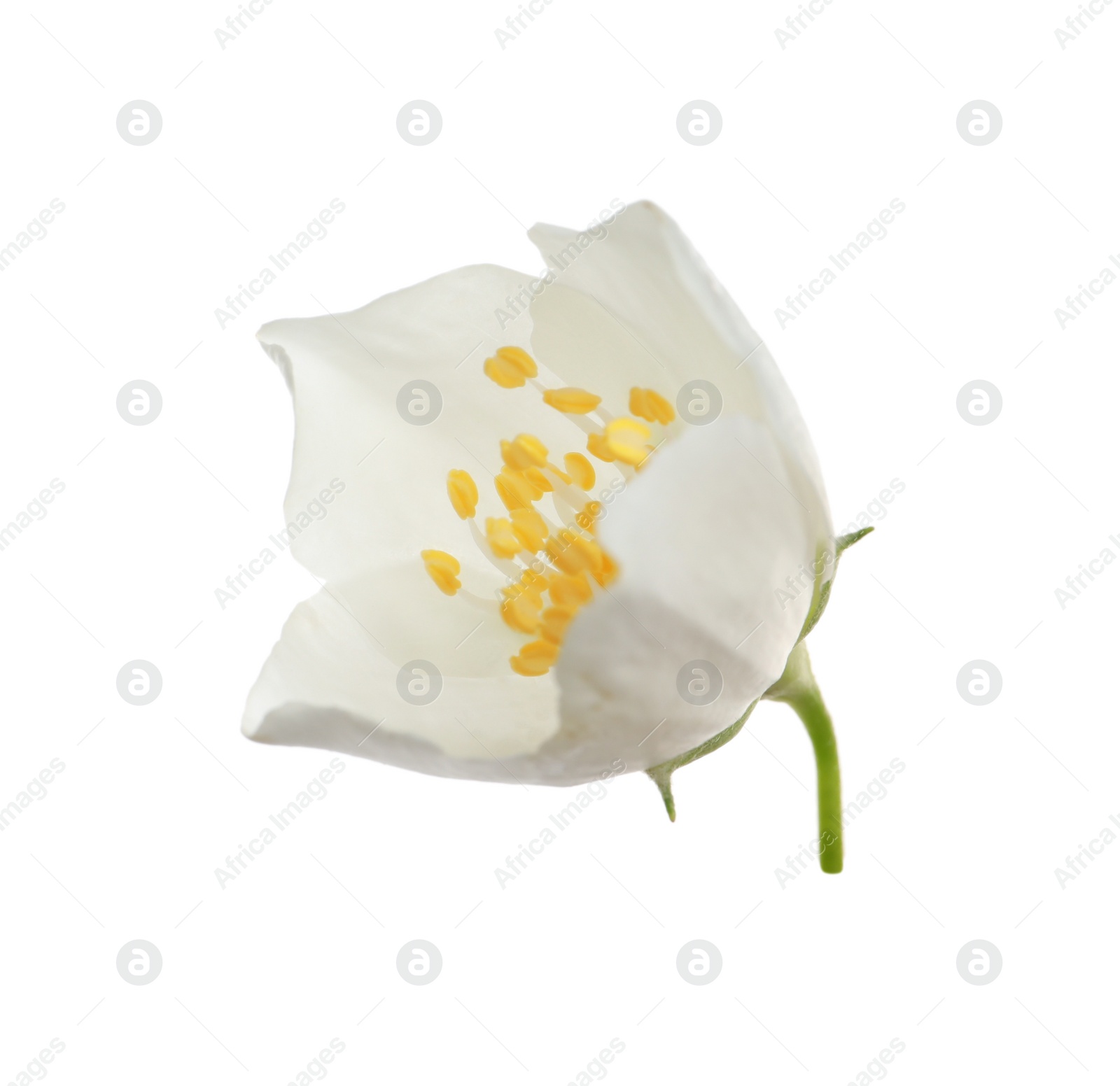 Photo of Beautiful flower of jasmine plant isolated on white