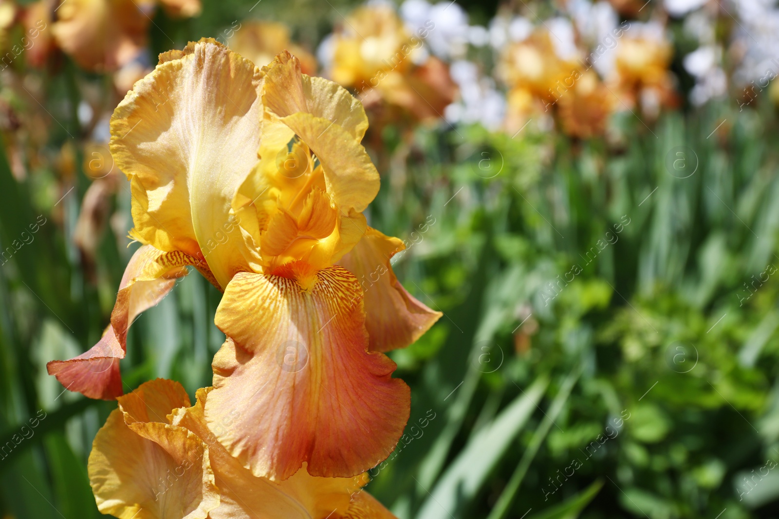 Photo of Beautiful bright iris in garden, closeup with space for text. Spring flowers