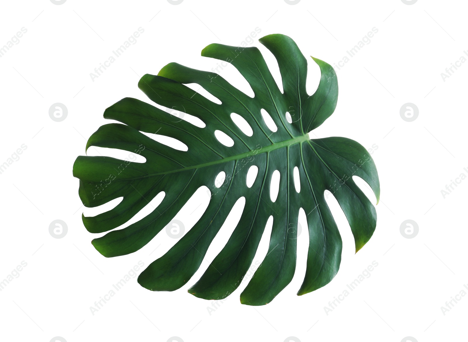 Photo of Green fresh monstera leaf isolated on white. Tropical plant