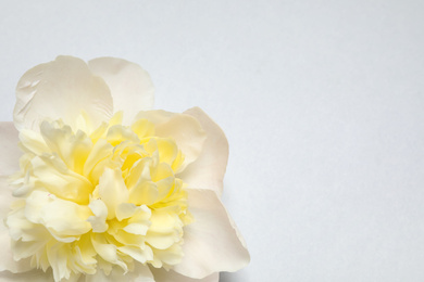 Photo of Beautiful white peony on light grey background, top view. Space for text