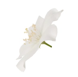 Photo of Beautiful delicate jasmine flower isolated on white