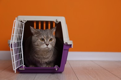 Photo of Travel with pet. Cute cat in carrier on floor near orange wall indoors, space for text