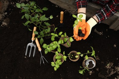 Woman transplanting seedlings from container in soil outdoors, top view
