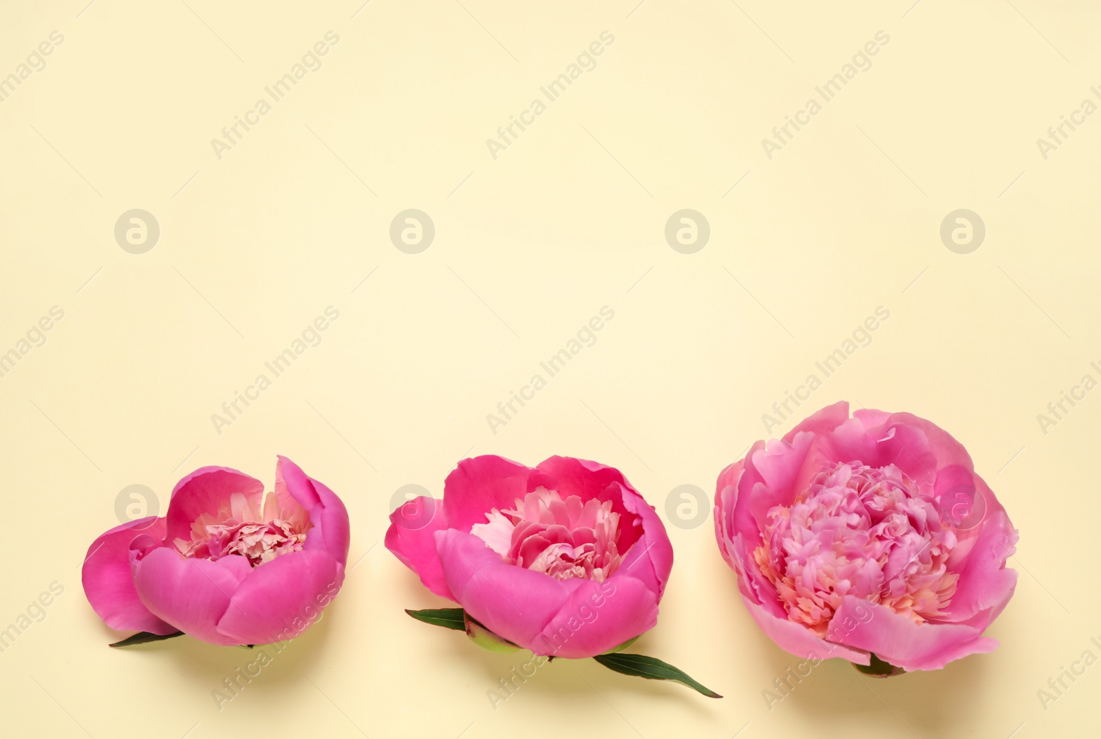 Photo of Beautiful pink peonies on yellow background, flat lay. Space for text