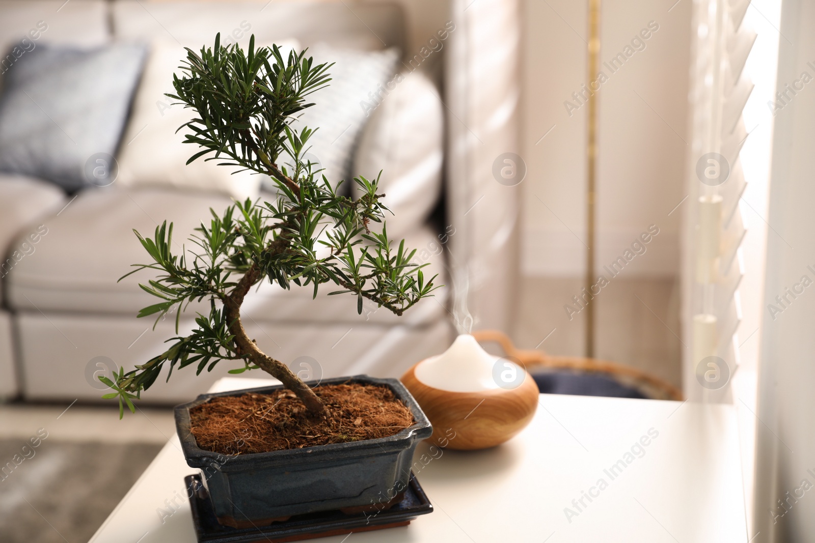 Photo of Japanese bonsai plant on table in living room, space for text. Creating zen atmosphere at home