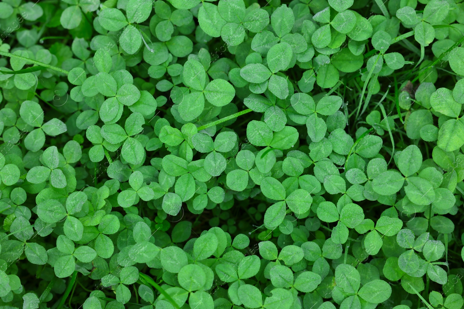 Photo of Beautiful green dutch clover as background, top view