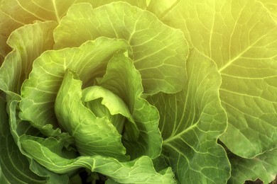 Photo of Cabbage plant with green leaves as background, top view
