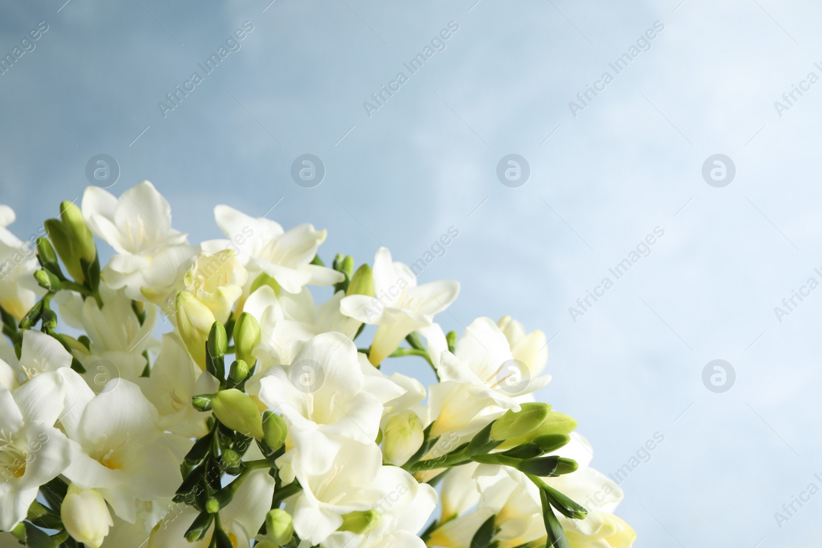 Photo of Beautiful freesia flowers on blue background, closeup