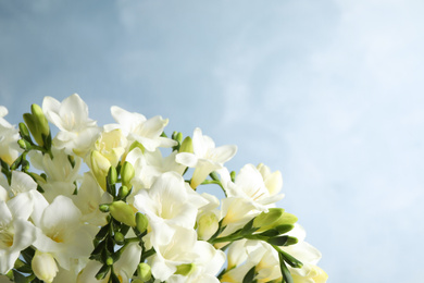 Beautiful freesia flowers on blue background, closeup