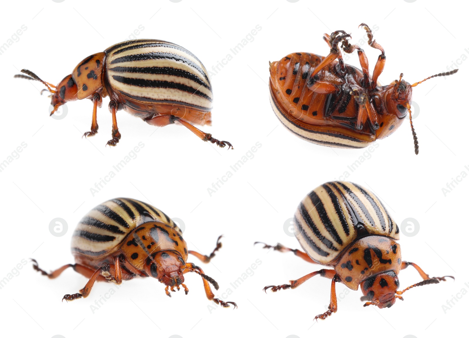 Image of Colorado potato beetles on white background, collage 