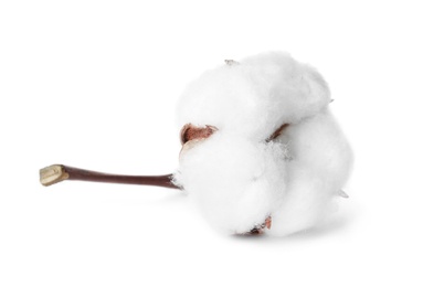 Photo of Beautiful fluffy cotton flower on white background