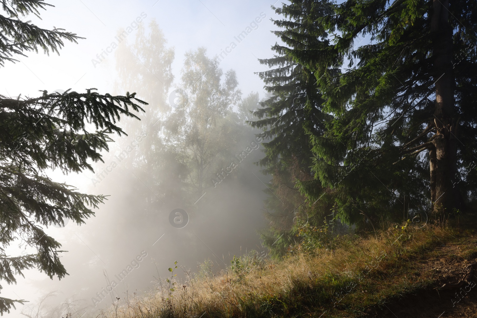 Photo of Beautiful forest with green trees in foggy morning