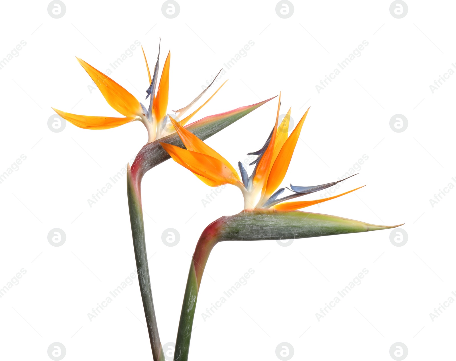 Photo of Bird of Paradise tropical flowers isolated on white