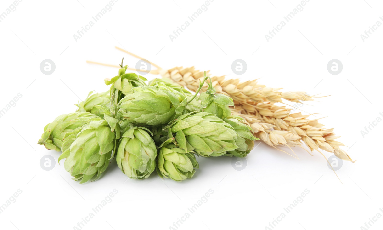 Photo of Fresh green hops and wheat spikes on white background. Beer production