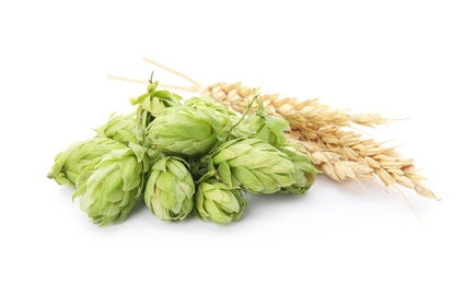 Photo of Fresh green hops and wheat spikes on white background. Beer production