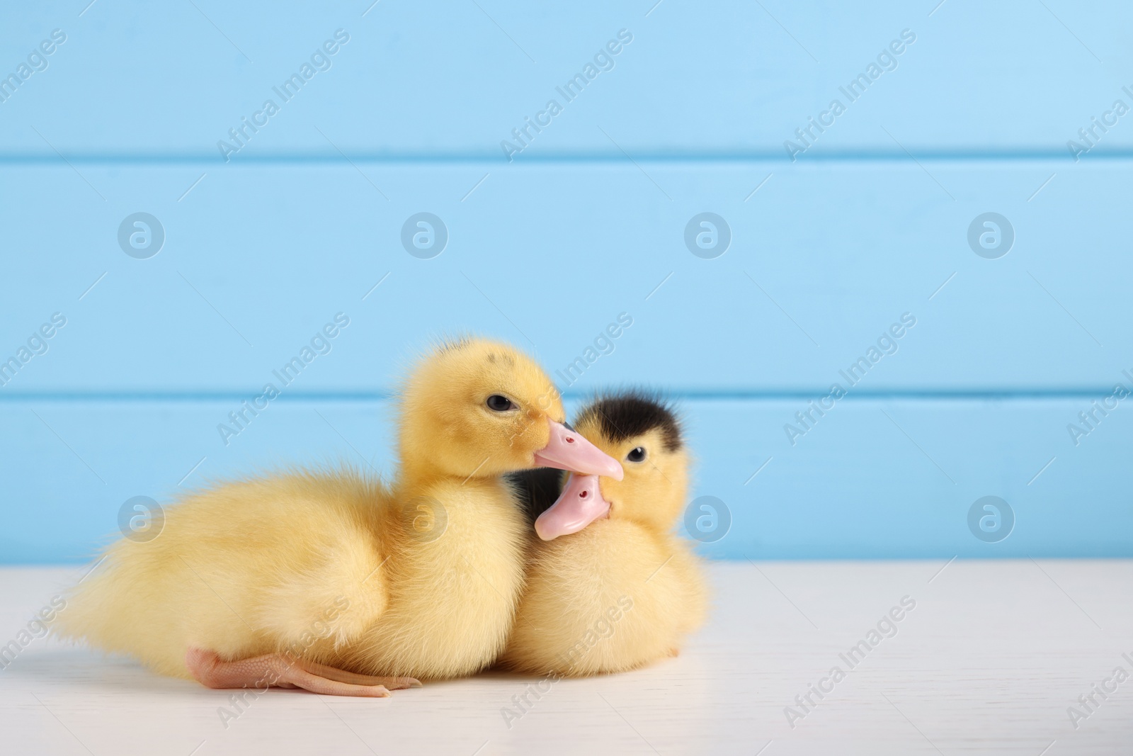 Photo of Baby animals. Cute fluffy ducklings on white wooden table near light blue wall, space for text